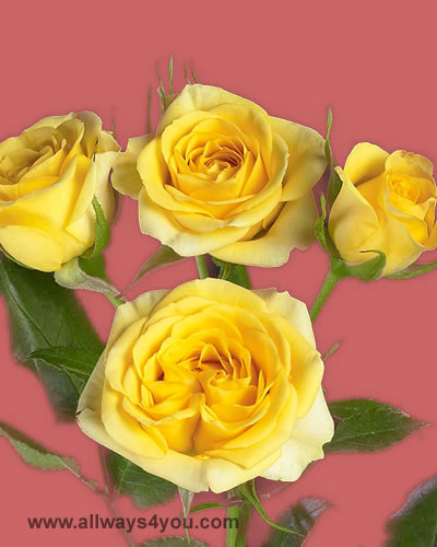 Allways4you Spray Rose Yellow Babe Flowers